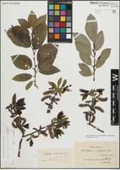 Foto von Salix myrsinifolia Salisb. x Salix phylicifolia L.